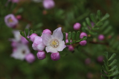 Boronia microphylla