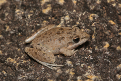 Litoria inermis