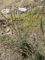 Bouteloua curtipendula