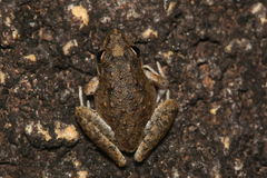 Litoria inermis