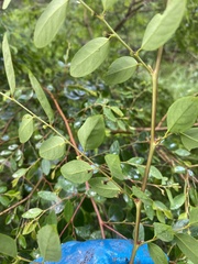 Breynia oblongifolia