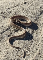 Arizona elegans candida