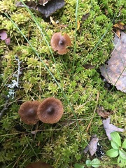 Galerina paludosa