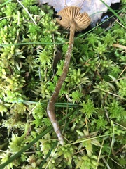 Galerina paludosa