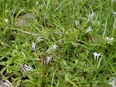 Gentiana newberryi tiogana