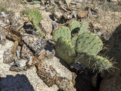 Opuntia phaeacantha