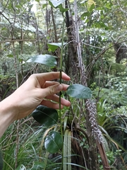 Passiflora tetrandra