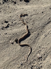 Arizona elegans candida