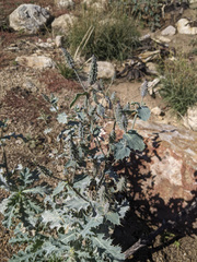 Argemone munita