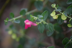 Scutellaria suffrutescens