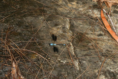 Diphlebia euphoeoides