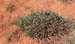 Melampodium leucanthum