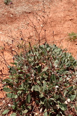 Melampodium leucanthum