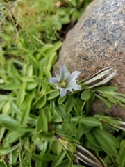 Gentiana newberryi tiogana