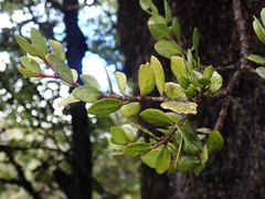 Peraxilla tetrapetala
