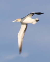 Morus serrator
