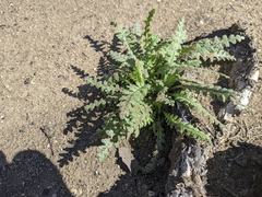 Emmenanthe penduliflora penduliflora