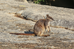 Petrogale mareeba