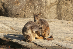Petrogale mareeba