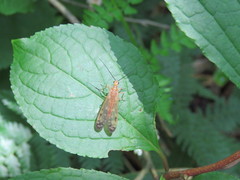 Panorpodes komaensis