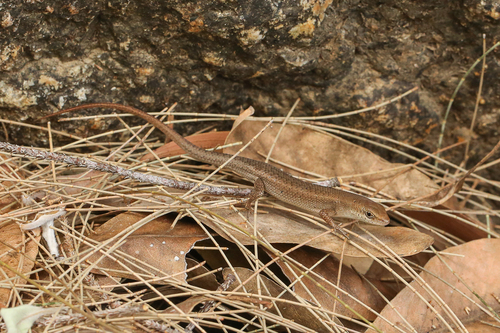 Brown Bicarinate Rainbow-skink, Carlia storri