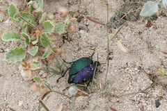 Cysteodemus wislizeni