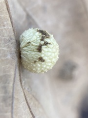 Acraspis quercushirta