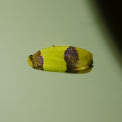 Heterallactis euchrysa