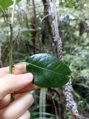 Passiflora tetrandra