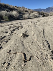 Arizona elegans candida