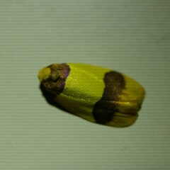 Heterallactis euchrysa