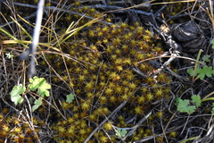 Syntrichia ruralis