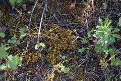 Syntrichia ruralis