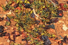 Vespula germanica