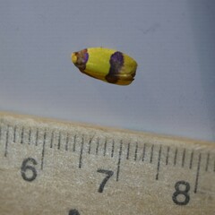 Heterallactis euchrysa