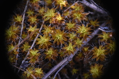 Syntrichia ruralis