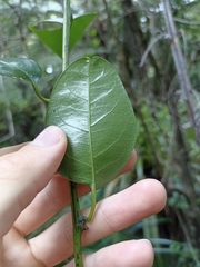 Passiflora tetrandra