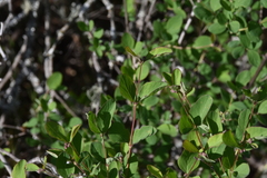 Symphoricarpos
