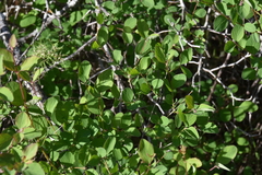 Symphoricarpos