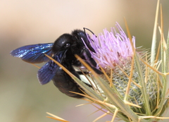 Xylocopa violacea
