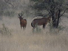 Alcelaphus buselaphus caama