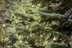 Abies concolor