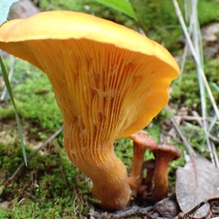 Omphalotus olearius
