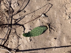 Opuntia gomei