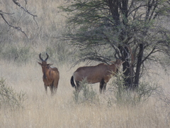 Alcelaphus buselaphus caama