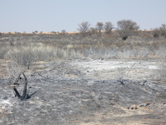 Alcelaphus buselaphus caama