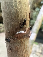 Dolichoderus bispinosus