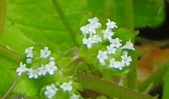 Valerianella locusta