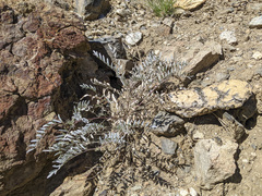 Astragalus palmeri