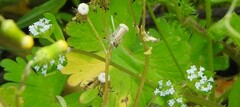 Valerianella locusta